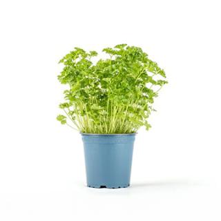 Kräutertopf Petersilie kraus