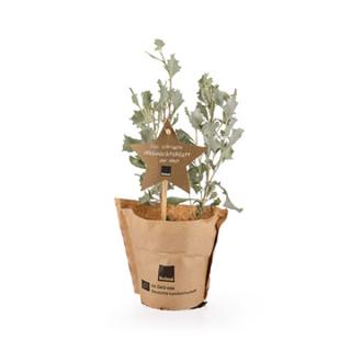 Silberzausel (Atriplex nummularia)