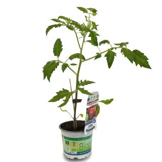 Jungpflanze Cherrytomate "Primabella"