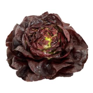 Salat "Kopfsalat, rot"