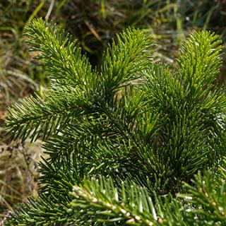 Tannengrün Nordmanntanne (ca. 1 kg)