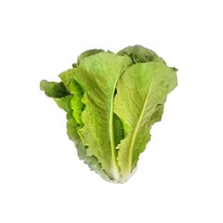 Salat "Romana, grün"