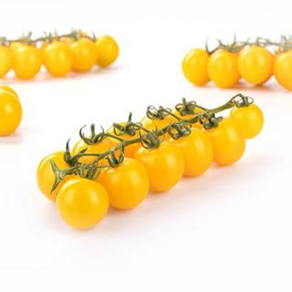 Cherrystrauchtomate gelb