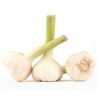 Knoblauch weiß, frisch