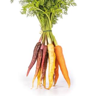 Bunte Möhren im Bund