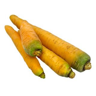 Möhre gelb