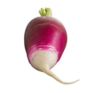 Rettich lila
