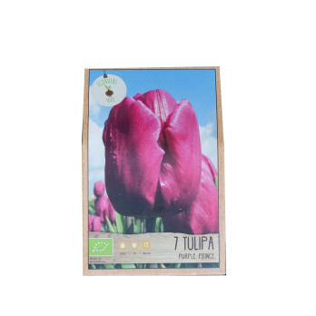 Tulpen-Zwiebeln (Tulipa)