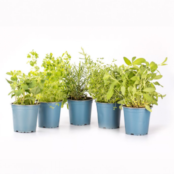 Kräutertopf Mix Set "Grillkräuter"