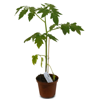 Jungpflanze Tomate gelb "Duttingold"