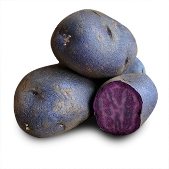 Kartoffeln "Blaue Anneliese"
