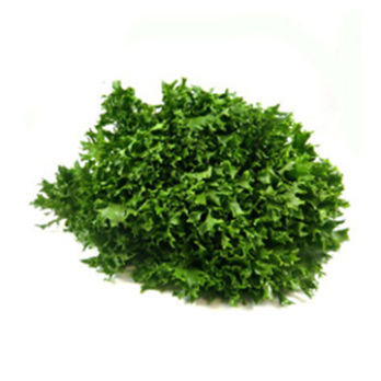 Salat "Crispy, grün"