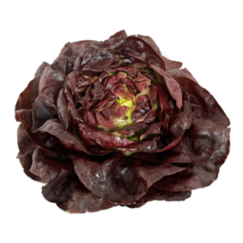 Salat "Kopfsalat, rot"