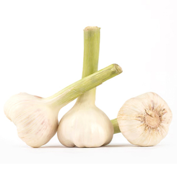 Knoblauch weiß, frisch