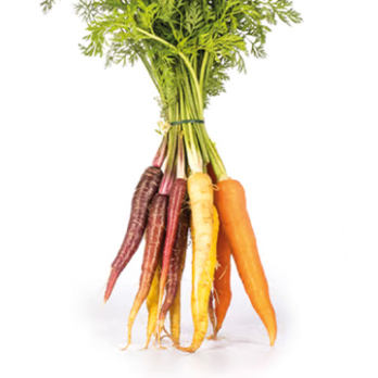 Bunte Möhren im Bund