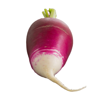 Rettich lila