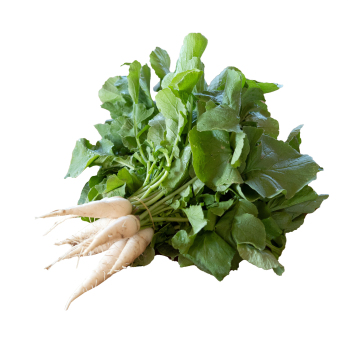 Eiszapfen Radieschen, Bund