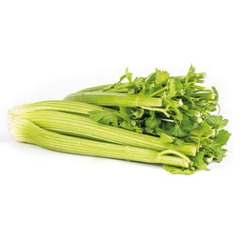 Staudensellerie 300g+