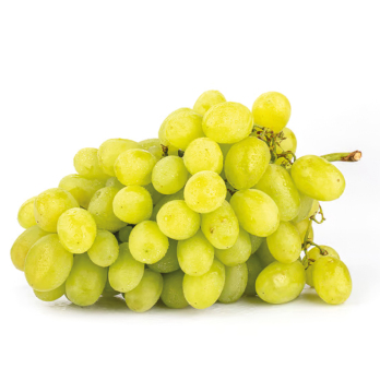 Kernlose Traube weiß "Early Sweet"