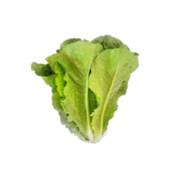 Salat "Romana, grün"